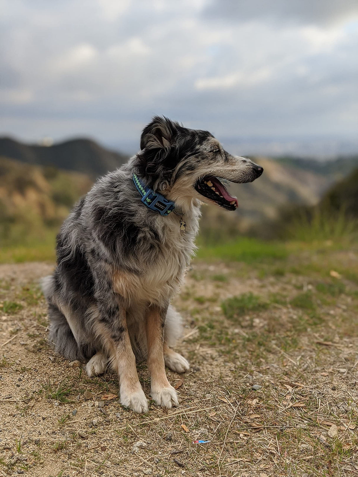 DOOG - Soft and Breathable Neoprene Padded Adjustable Dog Collar