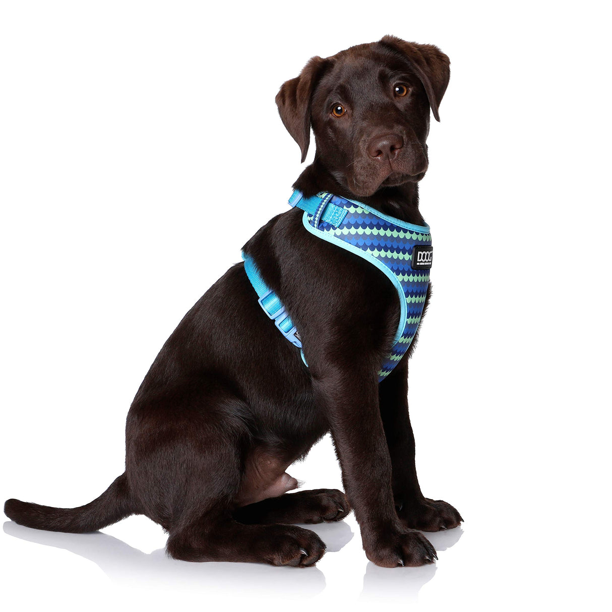 DOOG - All Weather 'Neoflex" Dog Harness, Flexible Neoprene Breathable Mesh Padding Light Wetsuit Material Water Friendly Draws Moisture Away Fir Skin Easy Fit Small, Medium, Large, XL Soft Comfortable 2 Point Adjustable Leash Training Run Walk Swim