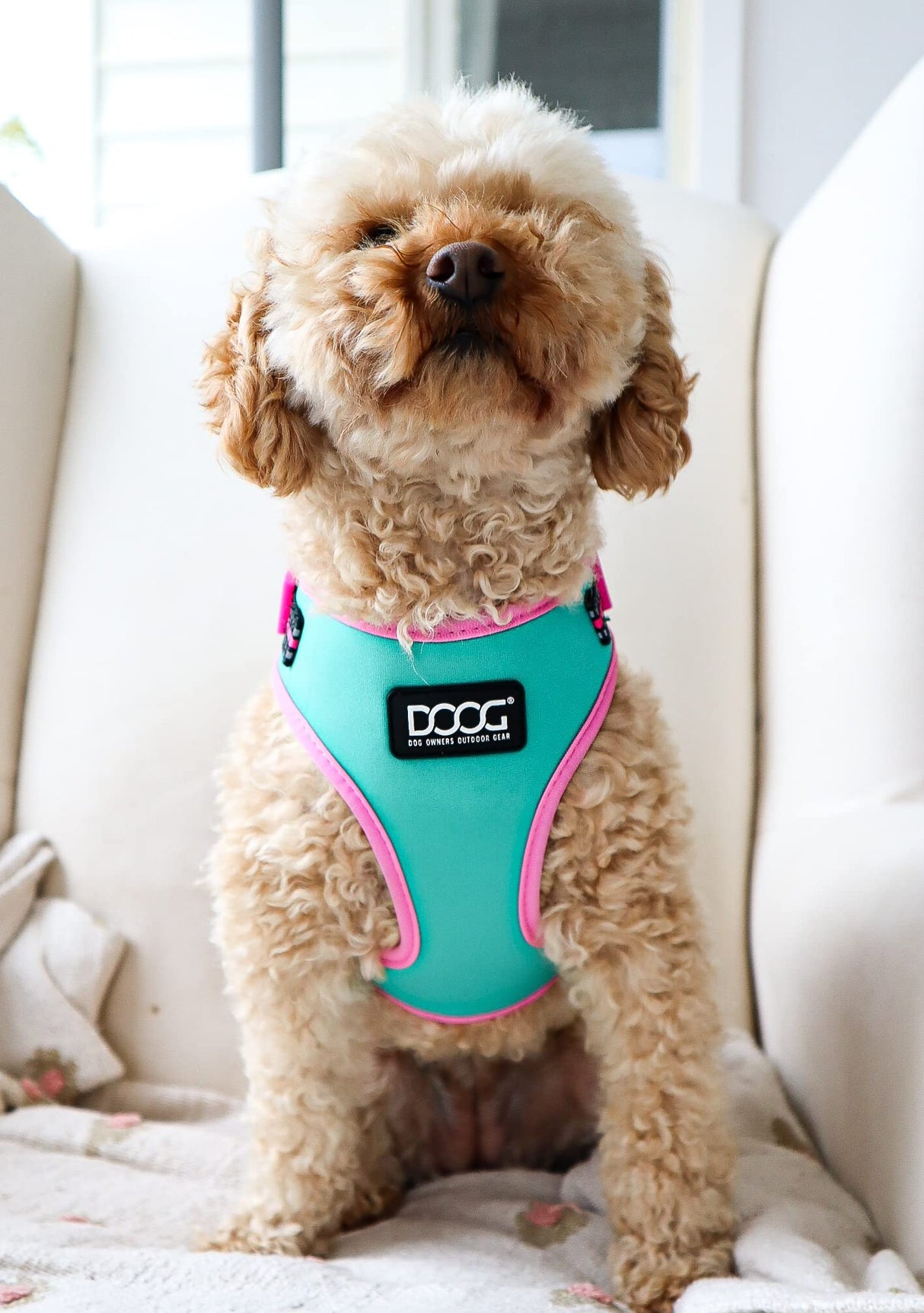 DOOG - All Weather 'Neoflex" Dog Harness, Flexible Neoprene Breathable Mesh Padding Light Wetsuit Material Water Friendly Draws Moisture Away Fir Skin Easy Fit Small, Medium, Large, XL Soft Comfortable 2 Point Adjustable Leash Training Run Walk Swim