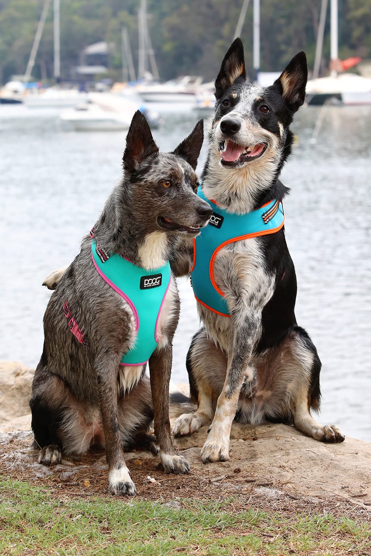 DOOG - All Weather 'Neoflex" Dog Harness, Flexible Neoprene Breathable Mesh Padding Light Wetsuit Material Water Friendly Draws Moisture Away Fir Skin Easy Fit Small, Medium, Large, XL Soft Comfortable 2 Point Adjustable Leash Training Run Walk Swim