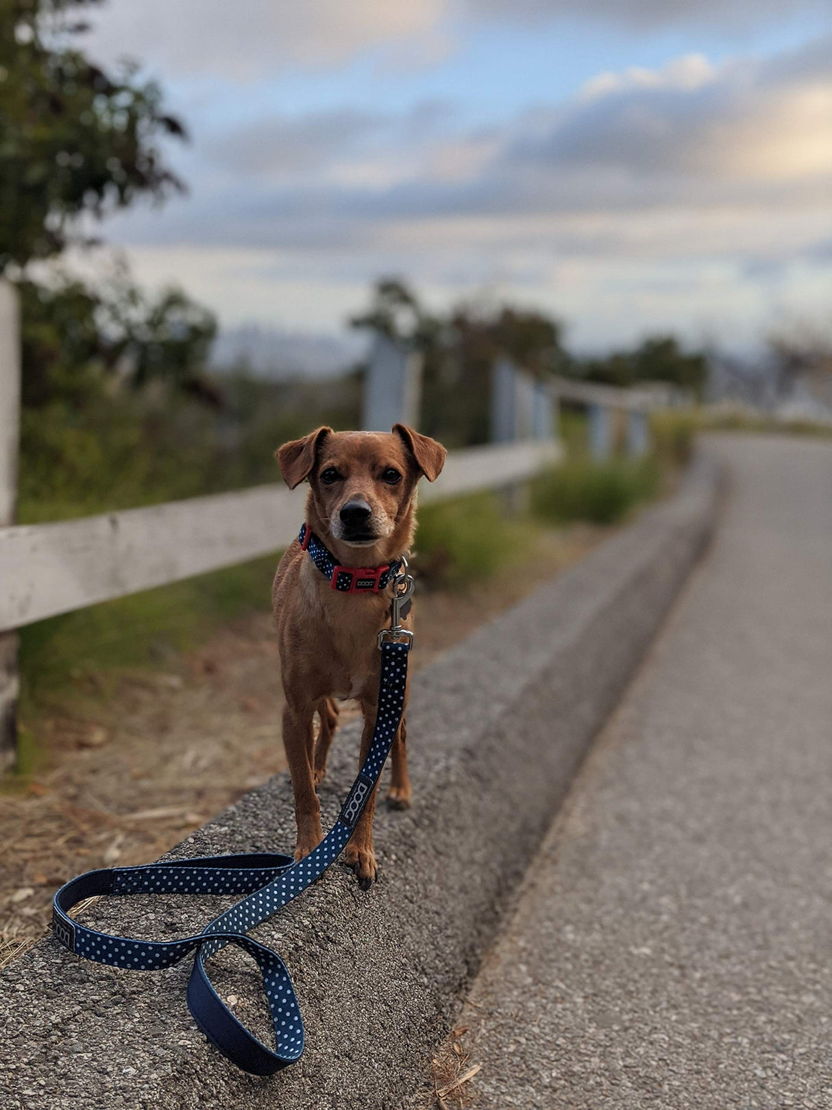 DOOG - Dog Lead (Small, Large & Clip-It Extra Large)