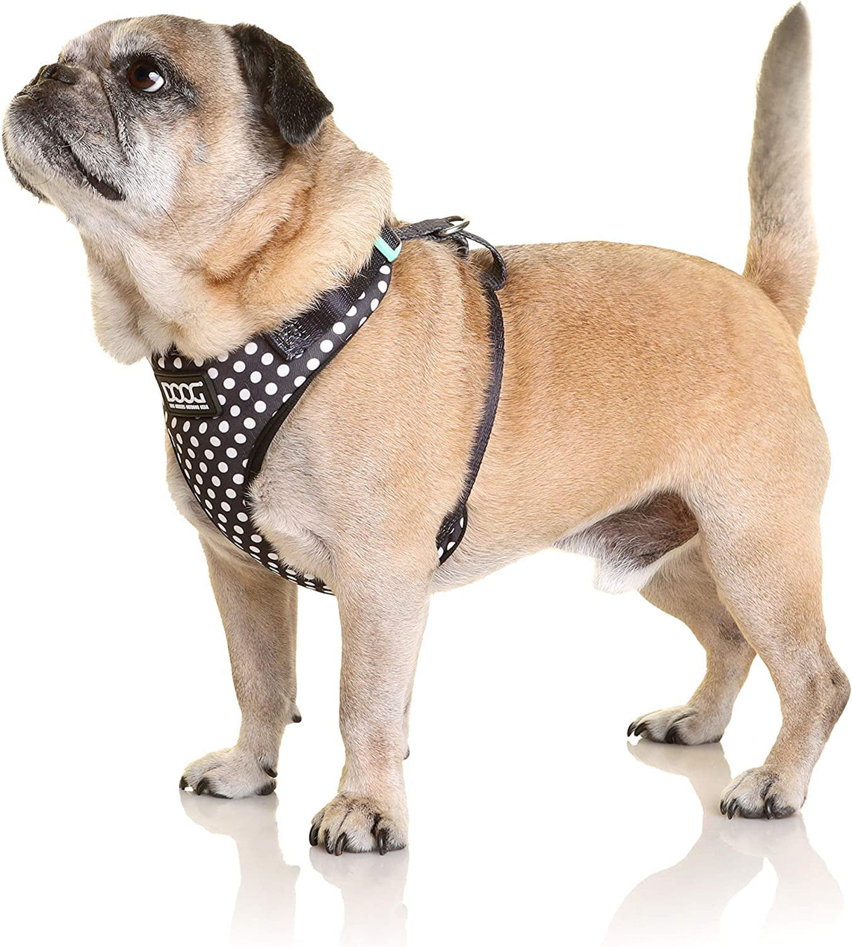 DOOG - All Weather 'Neoflex" Dog Harness, Flexible Neoprene Breathable Mesh Padding Light Wetsuit Material Water Friendly Draws Moisture Away Fir Skin Easy Fit Small, Medium, Large, XL Soft Comfortable 2 Point Adjustable Leash Training Run Walk Swim