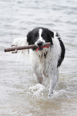 DOOG - The Supersticks "Captain Fantastic" Fetch Toys Safer Than Real Sticks, Splinter Free, Glow-In-The-Dark Eyes, Floats, Easy to Clean