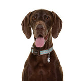 DOOG - Soft and Breathable Neoprene Padded Adjustable Dog Collar