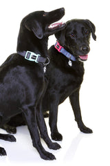 DOOG - Soft and Breathable Neoprene Padded Adjustable Dog Collar