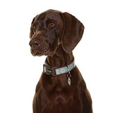 DOOG - Soft and Breathable Neoprene Padded Adjustable Dog Collar