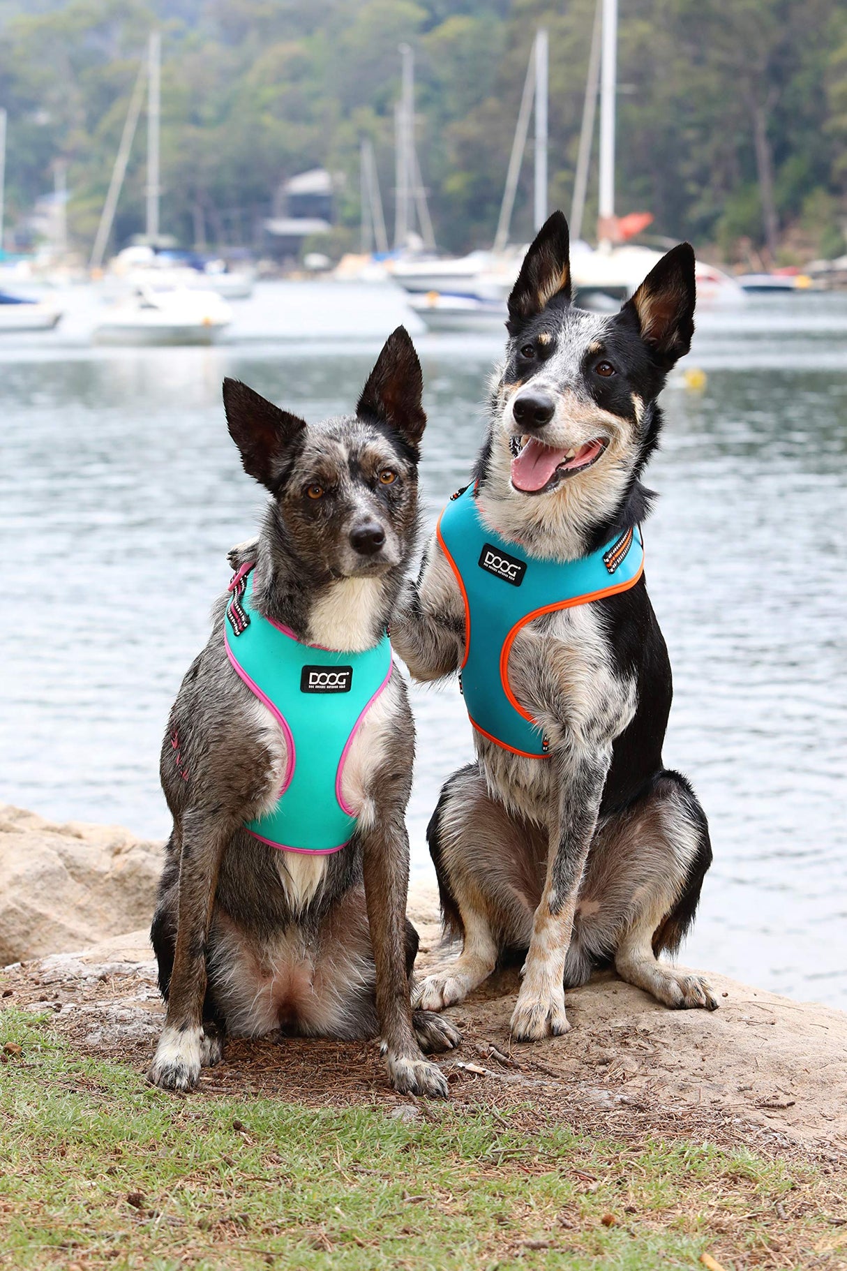 DOOG - All Weather 'Neoflex" Dog Harness, Flexible Neoprene Breathable Mesh Padding Light Wetsuit Material Water Friendly Draws Moisture Away Fir Skin Easy Fit Small, Medium, Large, XL Soft Comfortable 2 Point Adjustable Leash Training Run Walk Swim