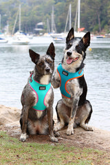 DOOG - All Weather 'Neoflex" Dog Harness, Flexible Neoprene Breathable Mesh Padding Light Wetsuit Material Water Friendly Draws Moisture Away Fir Skin Easy Fit Small, Medium, Large, XL Soft Comfortable 2 Point Adjustable Leash Training Run Walk Swim