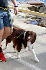 DOOG - Soft and Breathable Neoprene Padded Adjustable Dog Collar