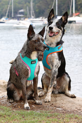 DOOG - All Weather 'Neoflex" Dog Harness, Flexible Neoprene Breathable Mesh Padding Light Wetsuit Material Water Friendly Draws Moisture Away Fir Skin Easy Fit Small, Medium, Large, XL Soft Comfortable 2 Point Adjustable Leash Training Run Walk Swim