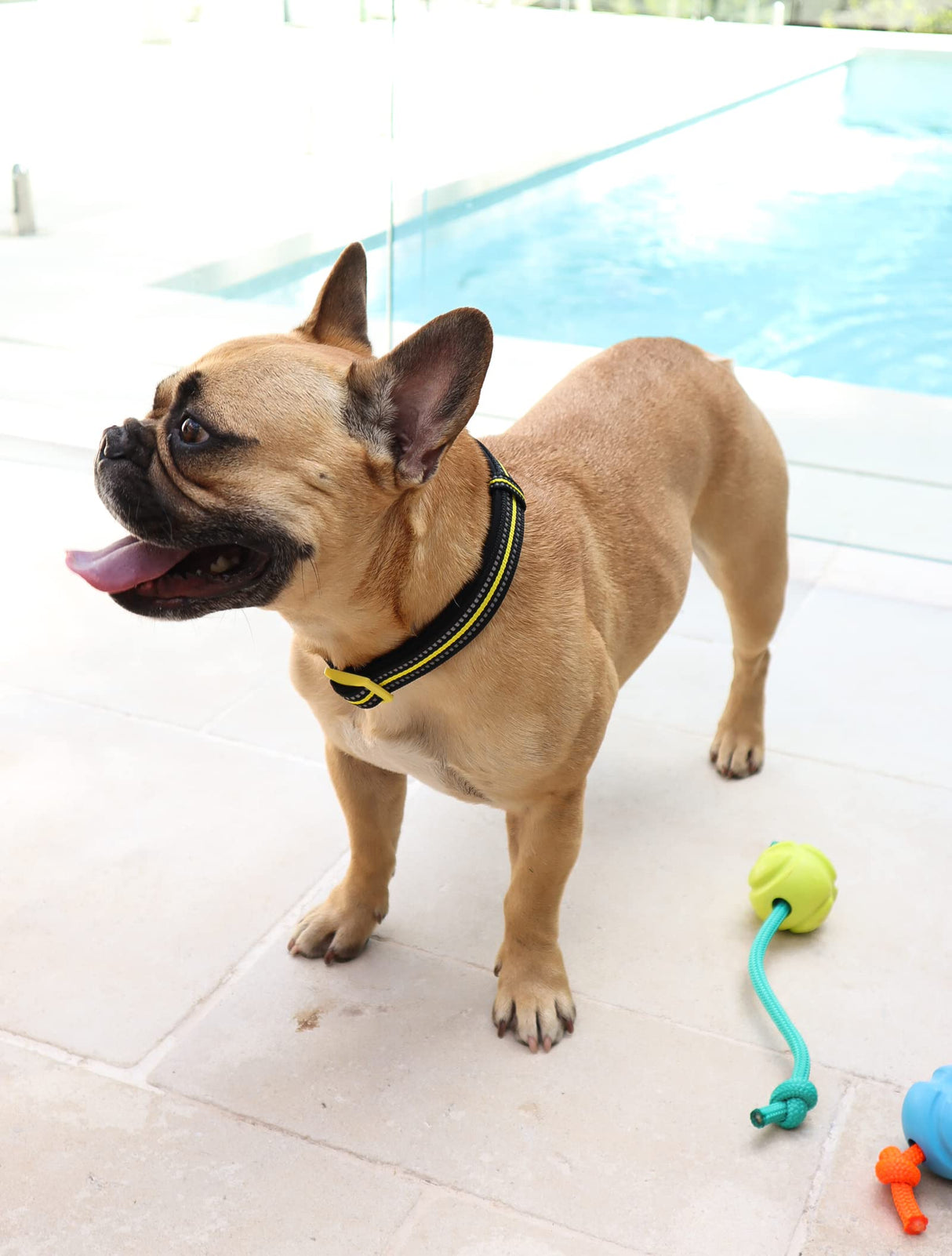 DOOG - Soft and Breathable Neoprene Padded Adjustable Dog Collar