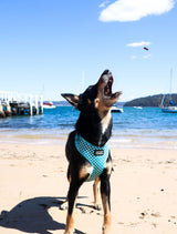 DOOG - All Weather 'Neoflex" Dog Harness, Flexible Neoprene Breathable Mesh Padding Light Wetsuit Material Water Friendly Draws Moisture Away Fir Skin Easy Fit Small, Medium, Large, XL Soft Comfortable 2 Point Adjustable Leash Training Run Walk Swim