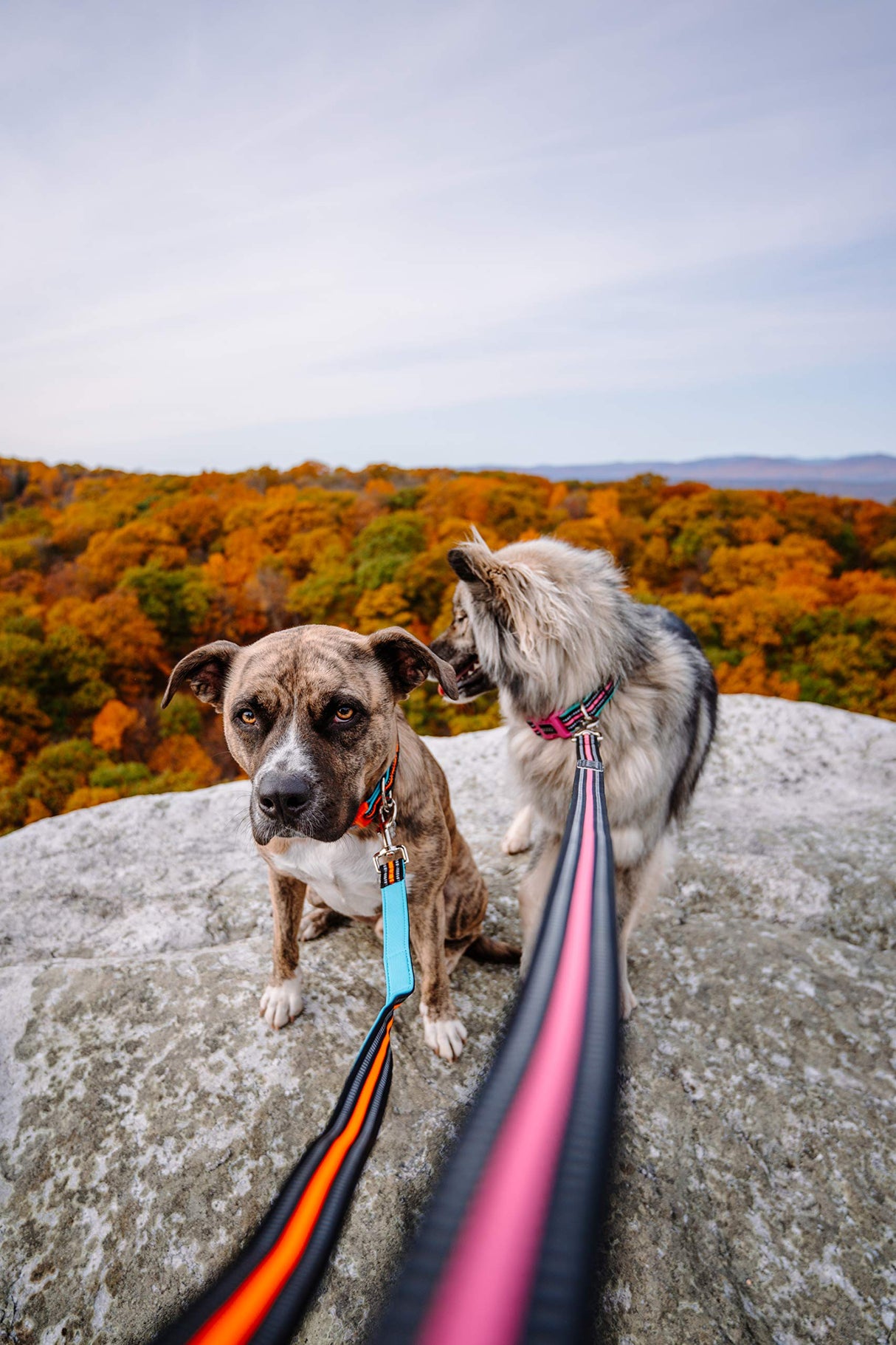 DOOG - Dog Lead (Small, Large & Clip-It Extra Large)