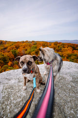 DOOG - Dog Lead (Small, Large & Clip-It Extra Large)