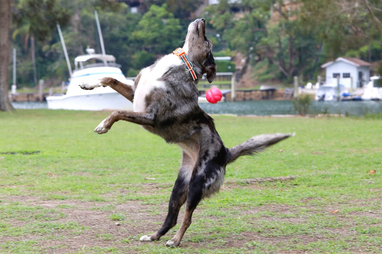 DOOG - Soft and Breathable Neoprene Padded Adjustable Dog Collar