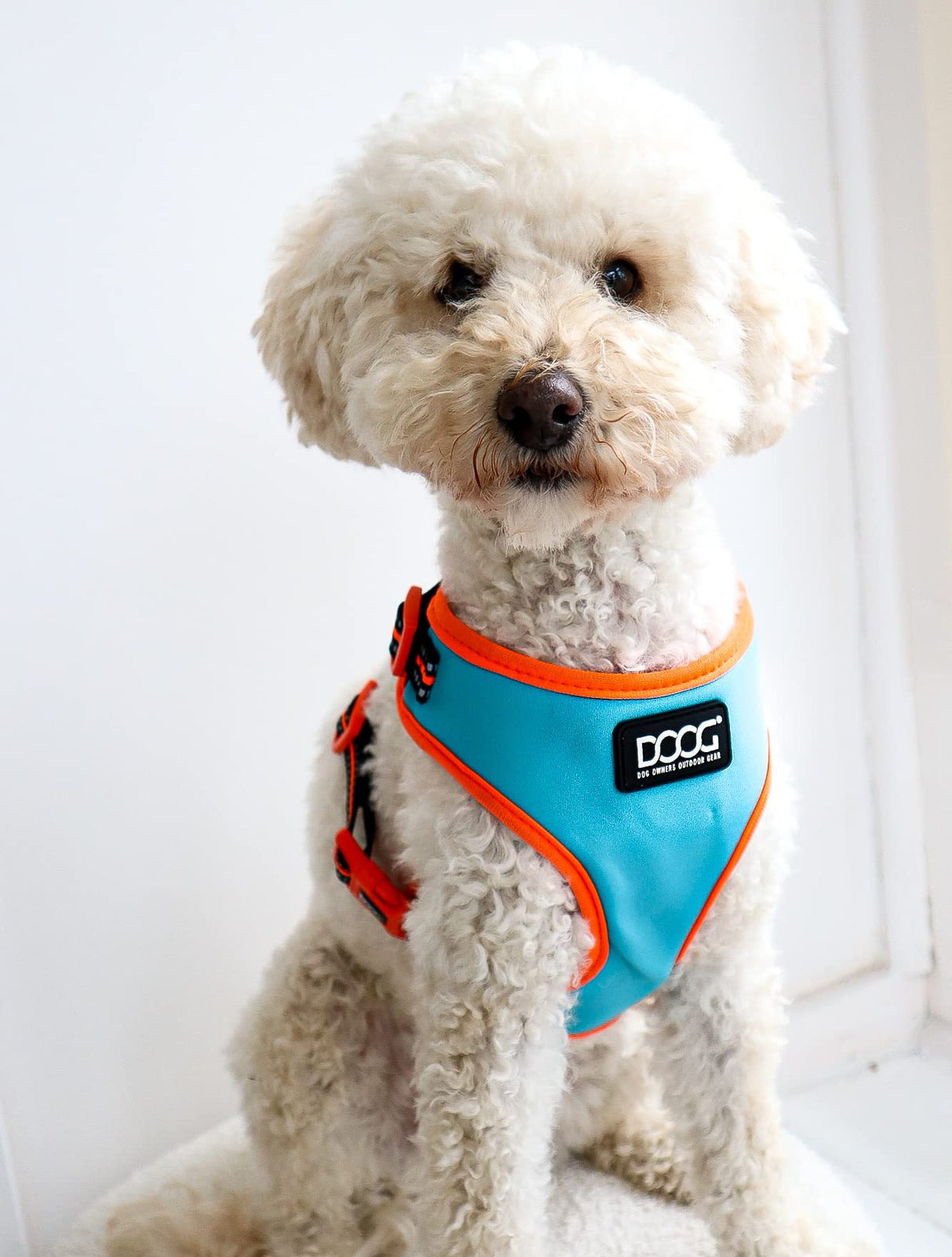 DOOG - All Weather 'Neoflex" Dog Harness, Flexible Neoprene Breathable Mesh Padding Light Wetsuit Material Water Friendly Draws Moisture Away Fir Skin Easy Fit Small, Medium, Large, XL Soft Comfortable 2 Point Adjustable Leash Training Run Walk Swim