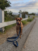 DOOG - Dog Lead (Small, Large & Clip-It Extra Large)