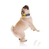 DOOG - Soft and Breathable Neoprene Padded Adjustable Dog Collar