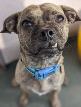 DOOG - Soft and Breathable Neoprene Padded Adjustable Dog Collar