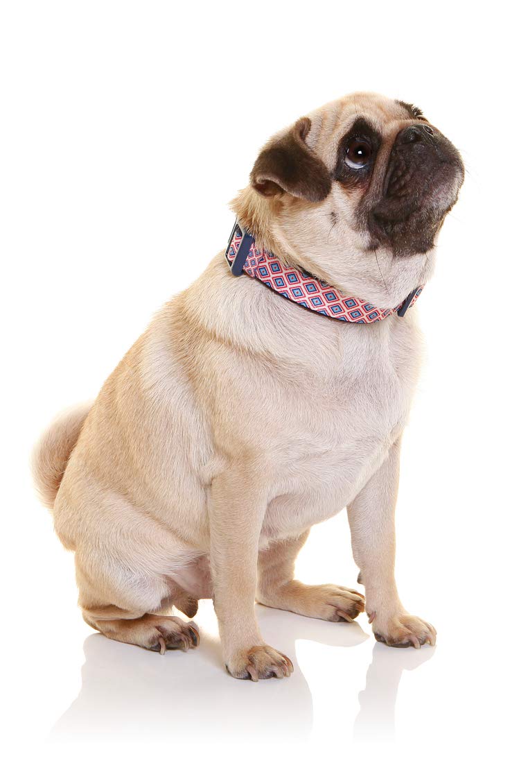 DOOG - Soft and Breathable Neoprene Padded Adjustable Dog Collar