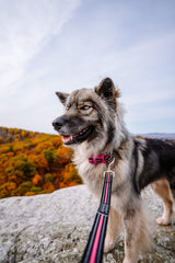 DOOG - Dog Lead (Small, Large & Clip-It Extra Large)