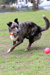 DOOG - Soft and Breathable Neoprene Padded Adjustable Dog Collar