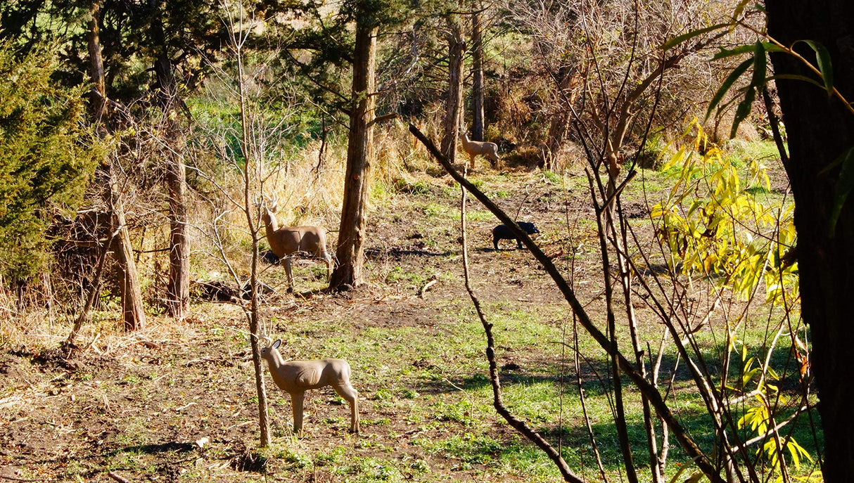 Shooter Buck G71630 Buck Replacement Insert