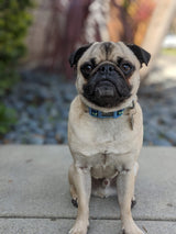 DOOG - Soft and Breathable Neoprene Padded Adjustable Dog Collar