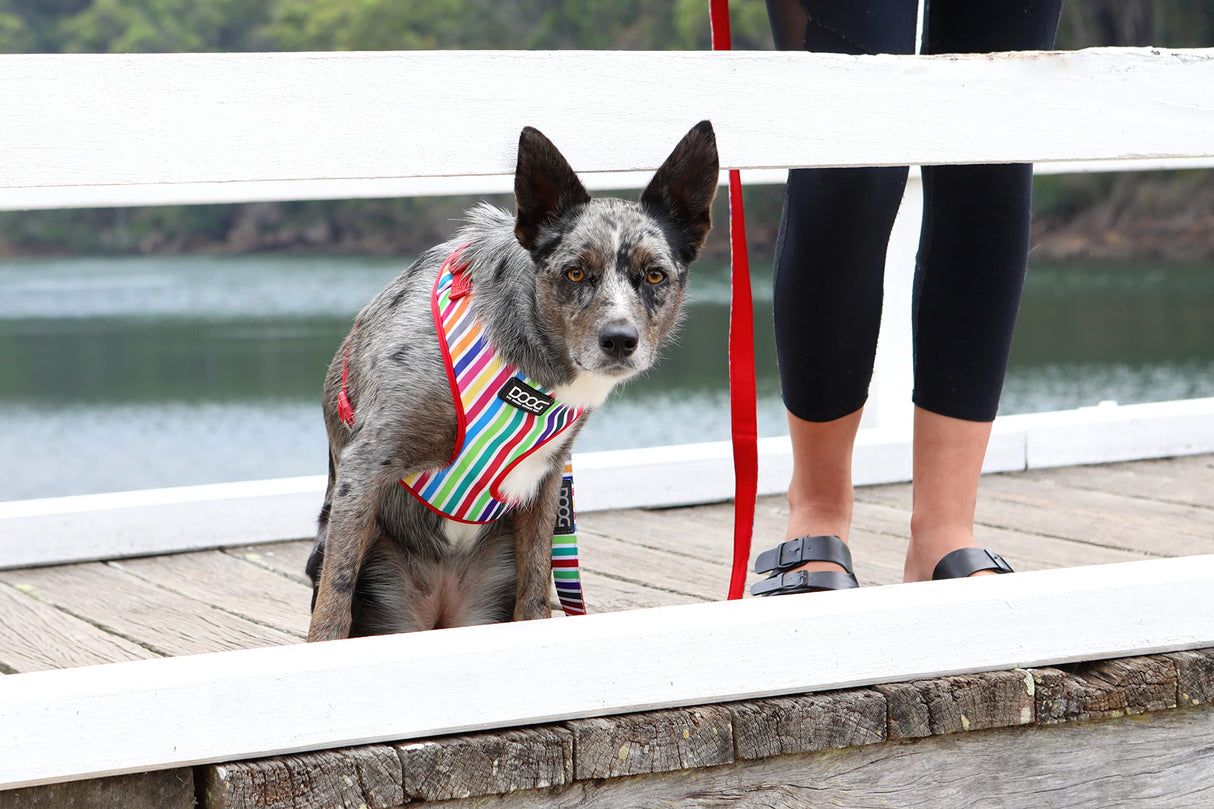 DOOG - All Weather 'Neoflex" Dog Harness, Flexible Neoprene Breathable Mesh Padding Light Wetsuit Material Water Friendly Draws Moisture Away Fir Skin Easy Fit Small, Medium, Large, XL Soft Comfortable 2 Point Adjustable Leash Training Run Walk Swim