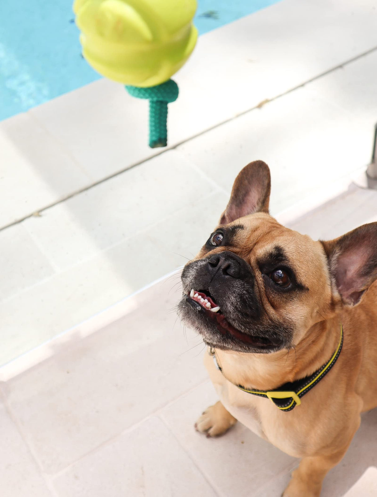 DOOG - Soft and Breathable Neoprene Padded Adjustable Dog Collar